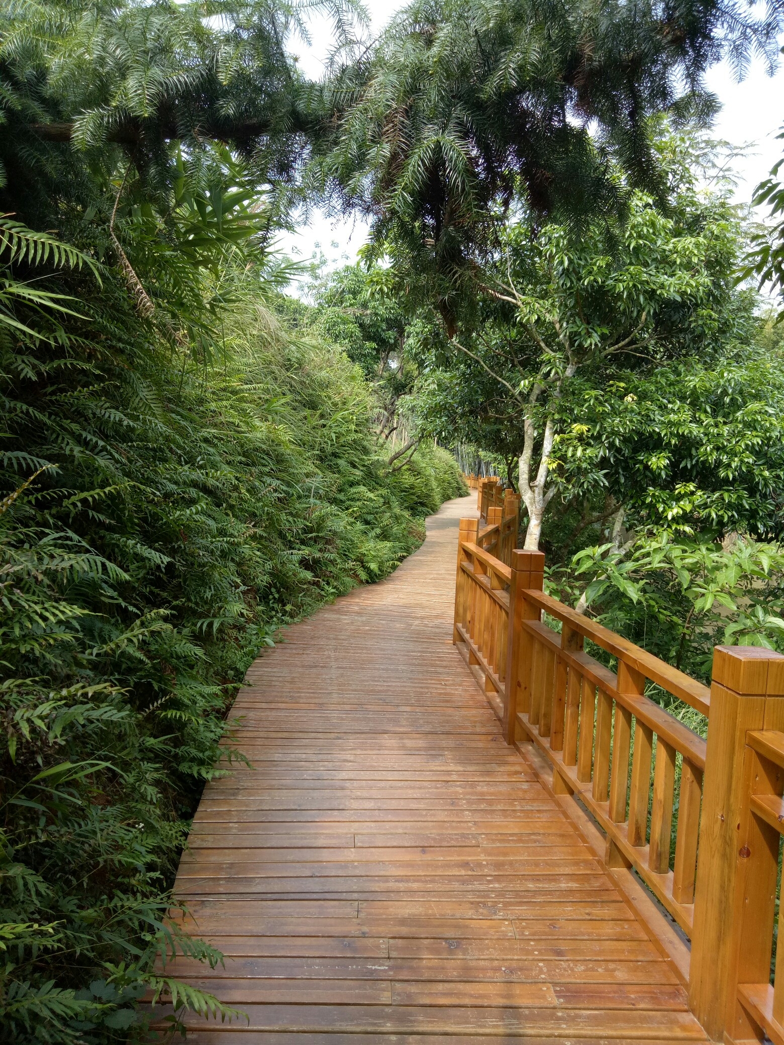 高州旺同竹海_帖子_oppo手机官方社区