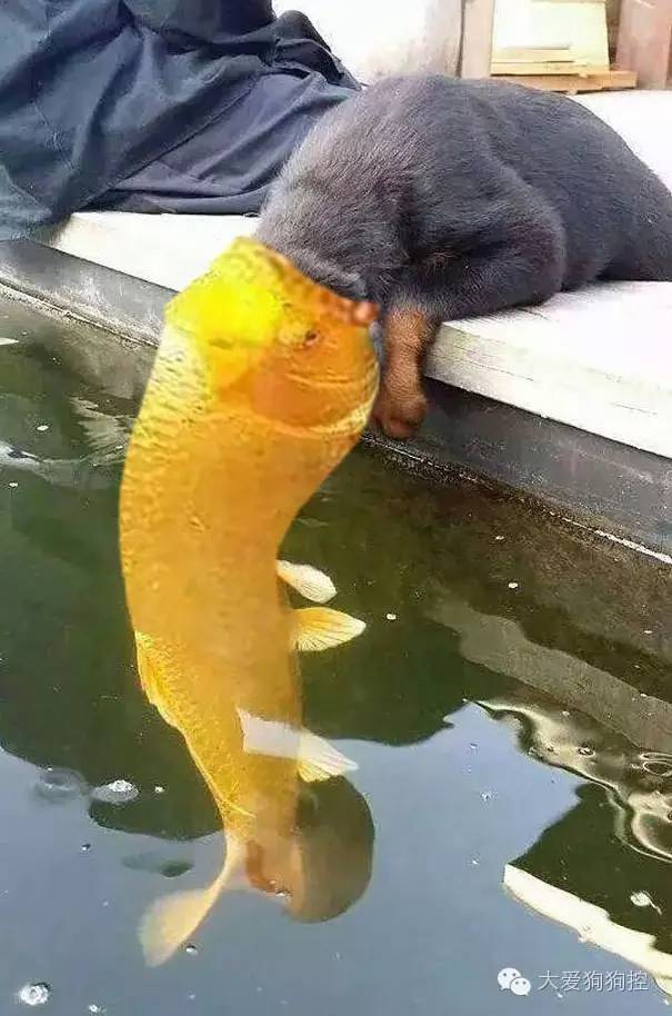 可爱狗狗和鱼的互动
