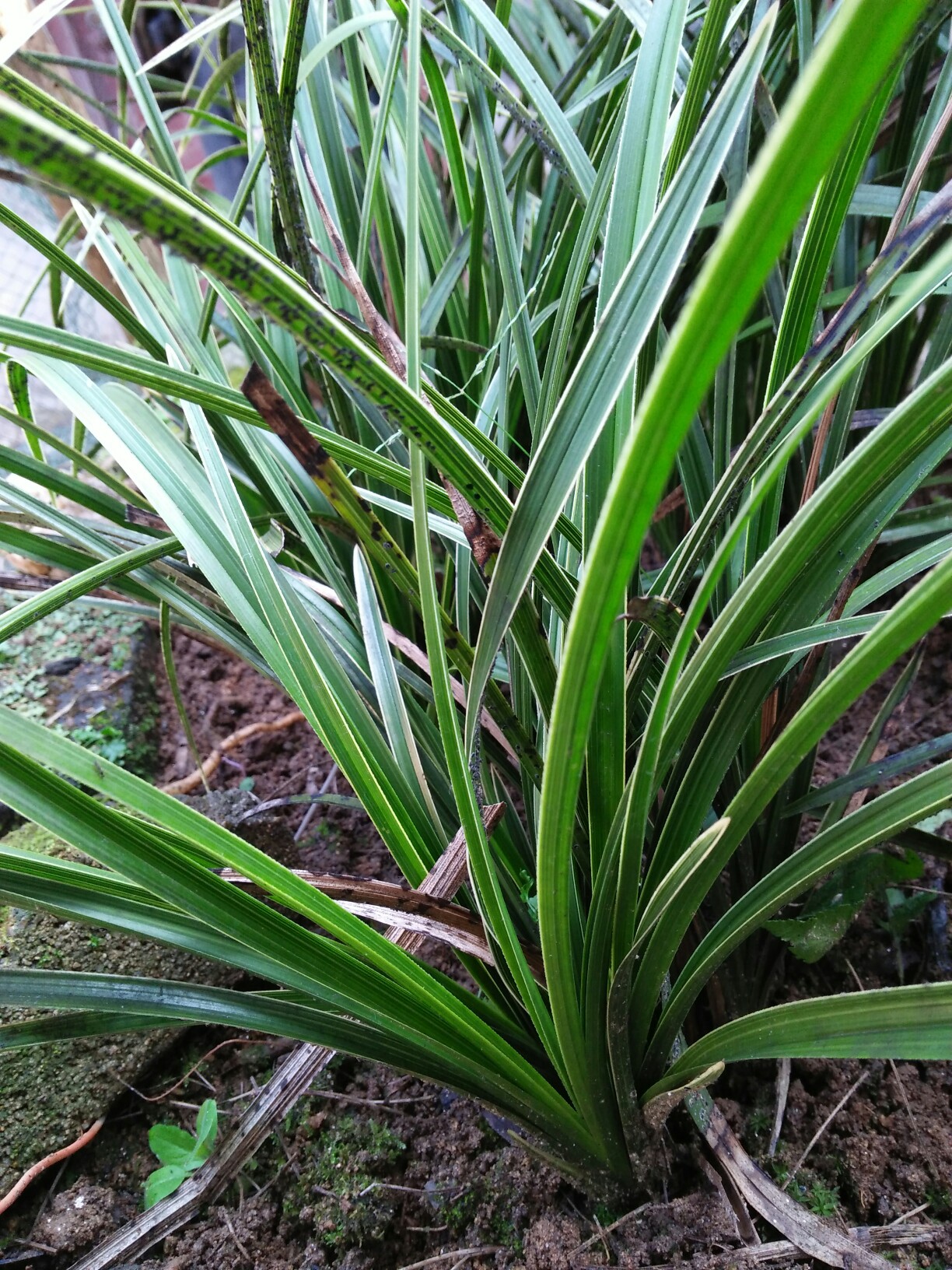 大别山野生蕙兰金边草