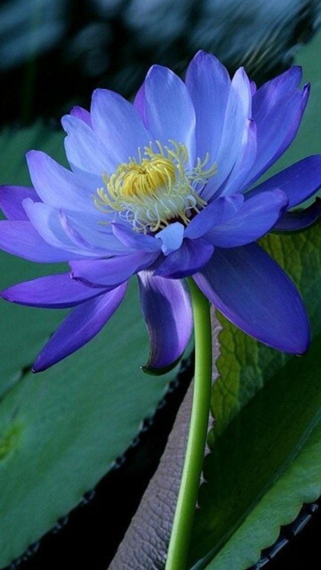 观赏,兰色的荷花