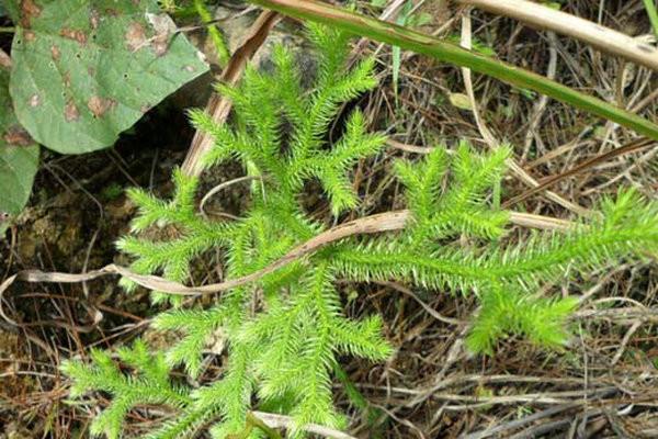 观赏,狮子草是有药用的.