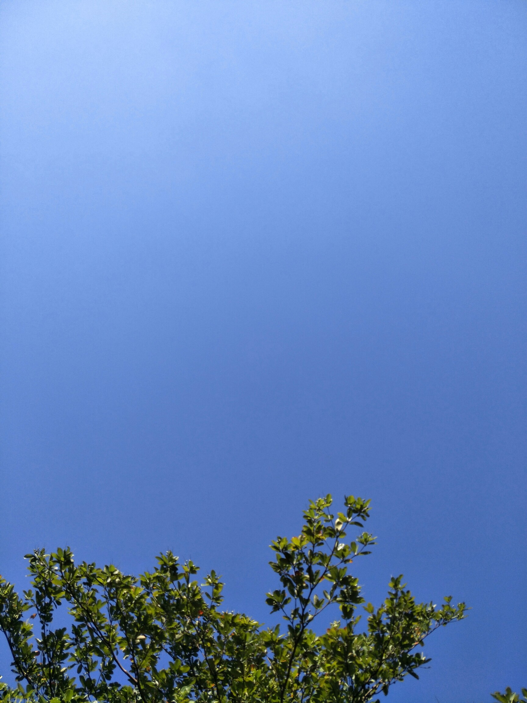 自拍上瘾#如此纯静的天空,我愿变成自由的小鸟…_帖子_oppo手机官方