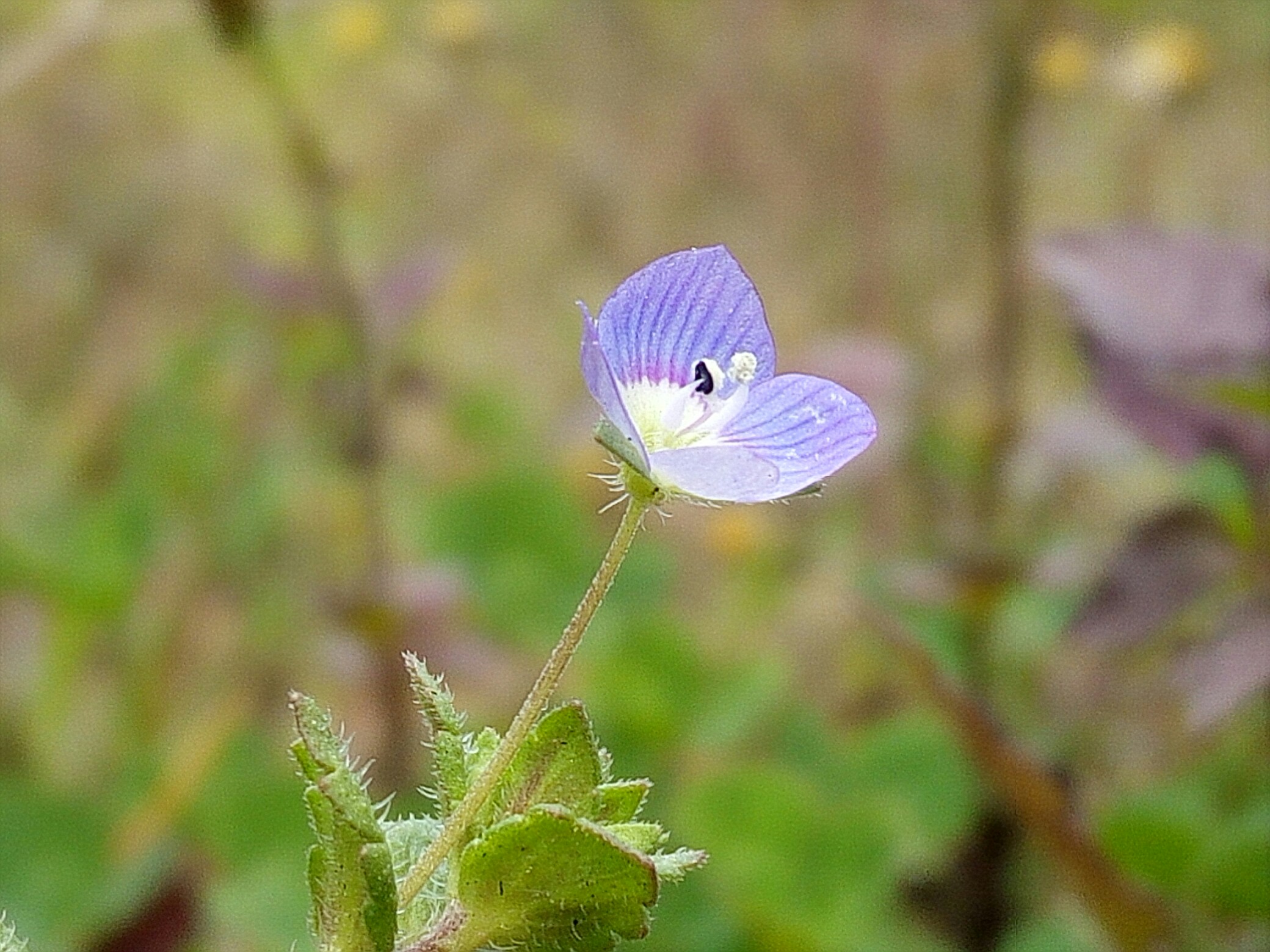 有一种美是静静生长,独自美丽