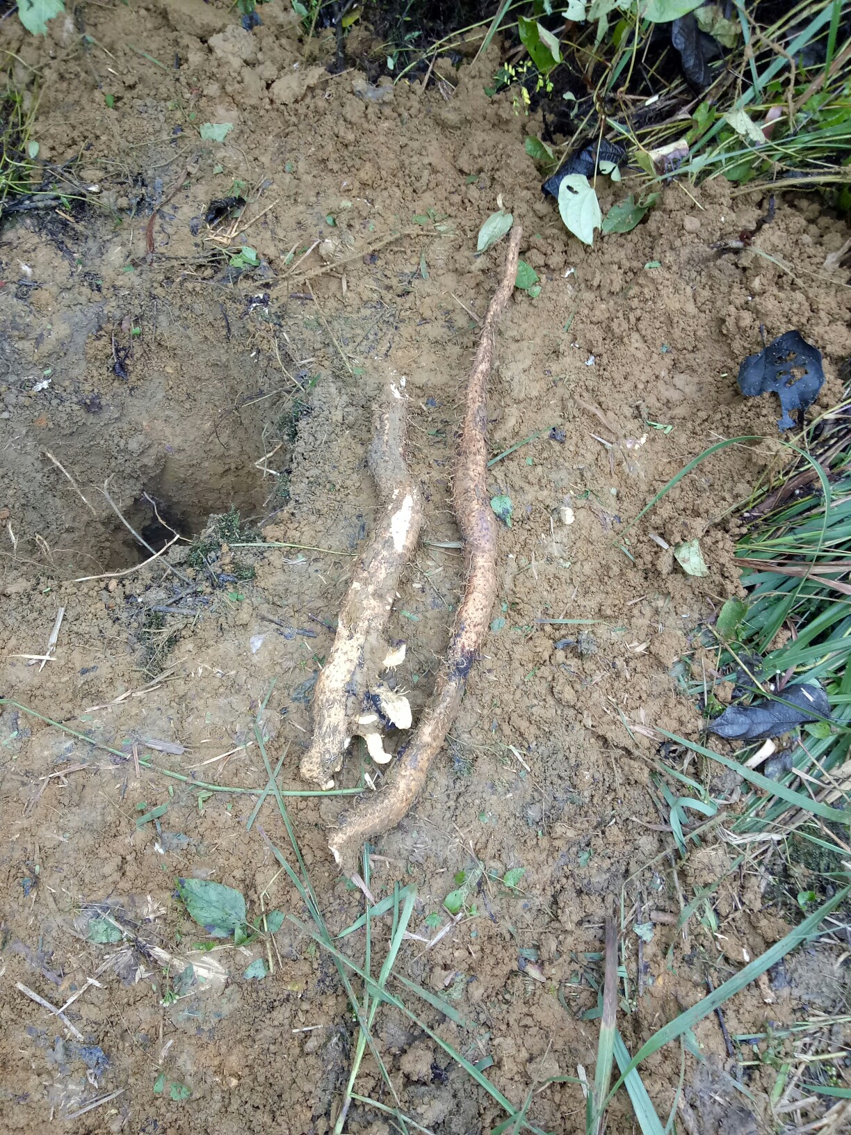 今天挖的野淮山