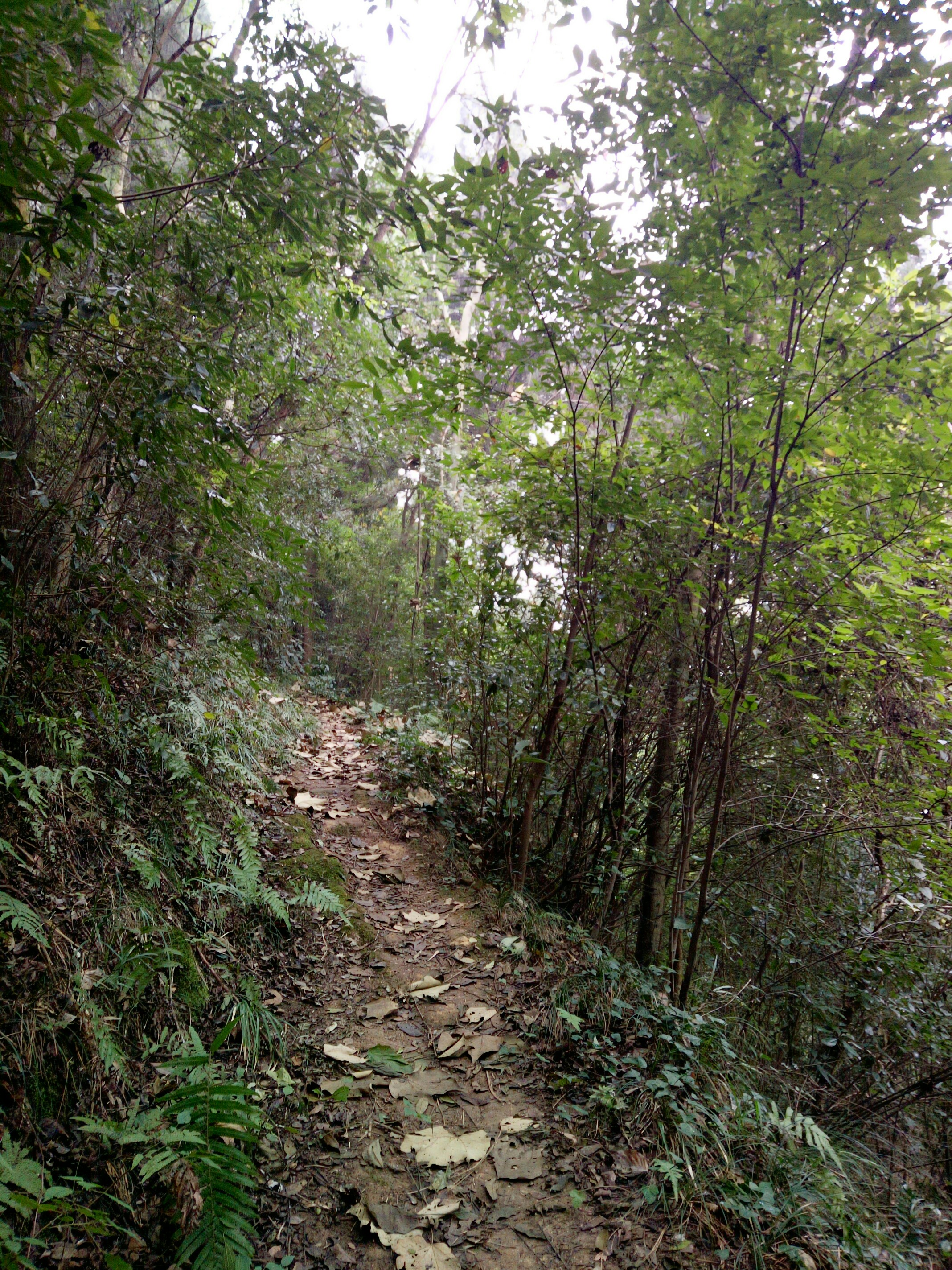 山间小路