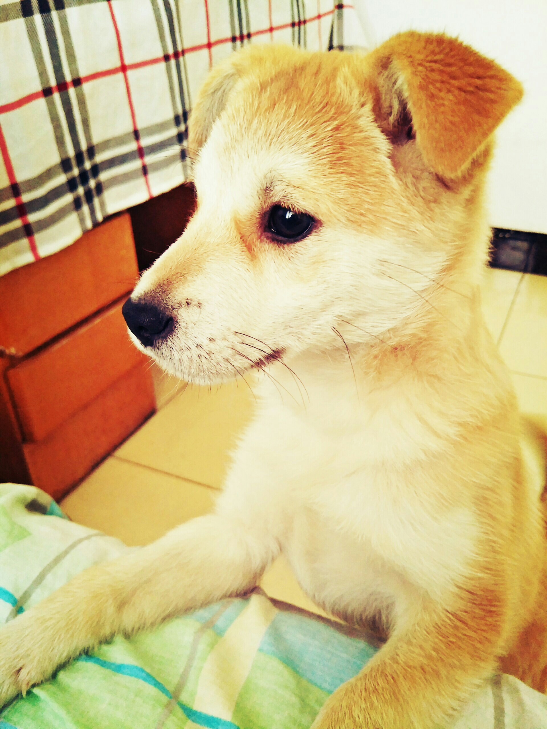 我在石家庄免费自取,小笨狗一枚