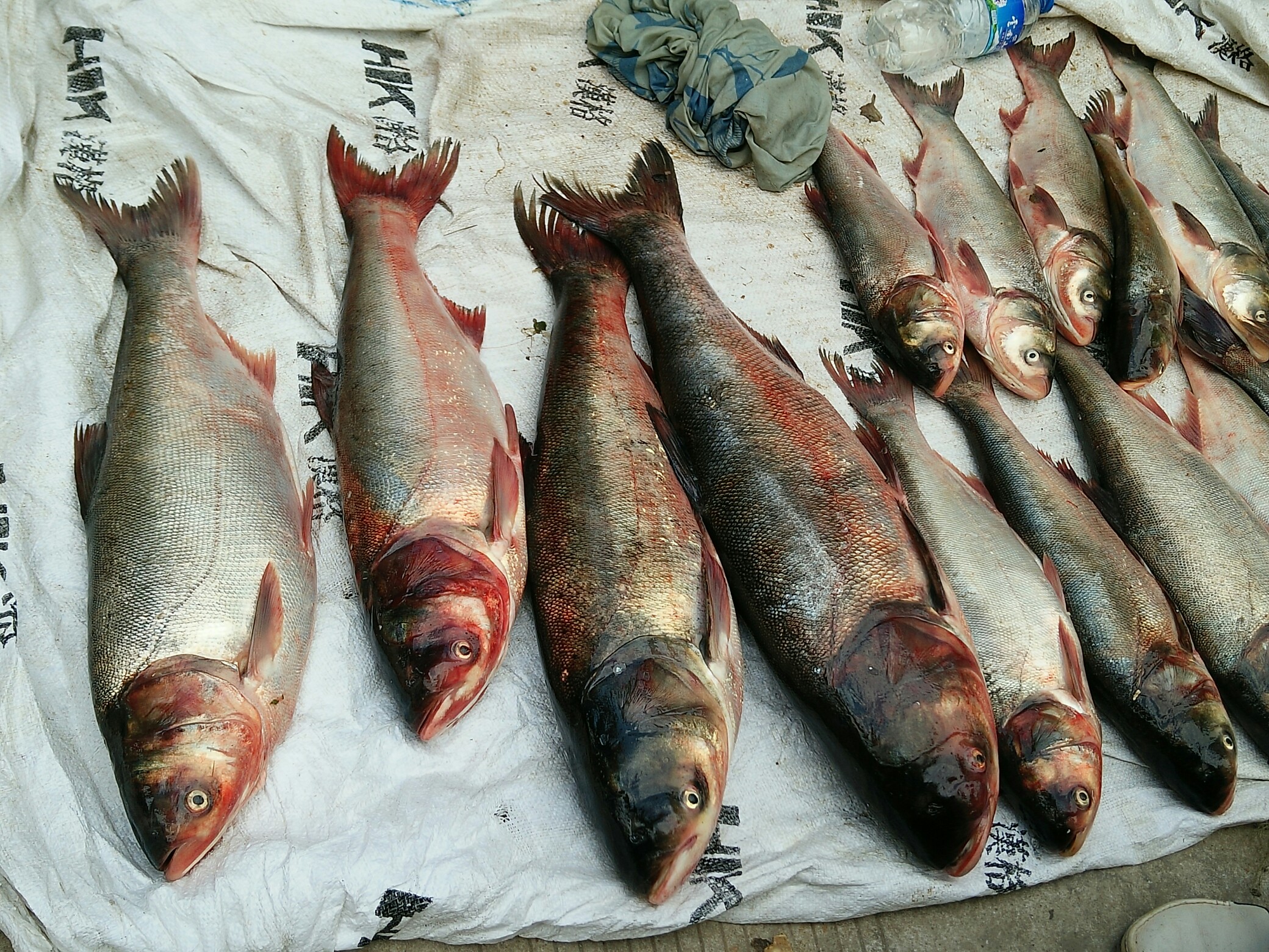 滇池开鱼_帖子_oppo手机官方社区