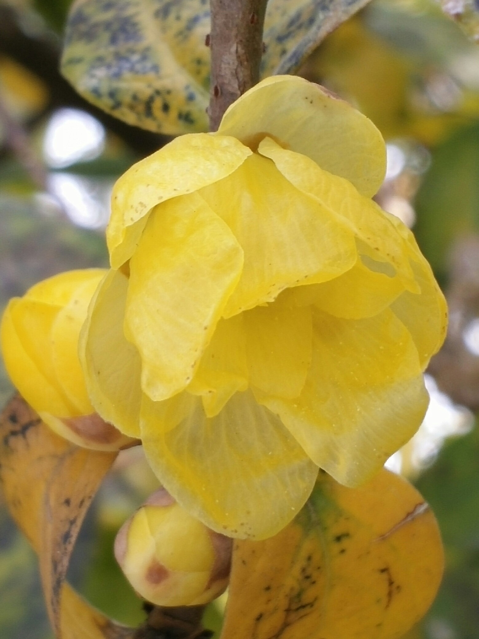 两棵不同品种的腊梅.