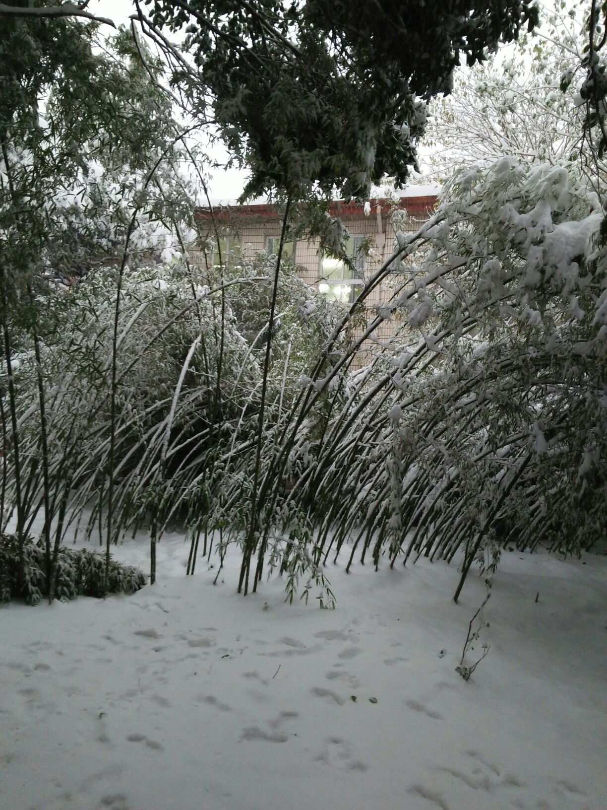 雪压竹子图片