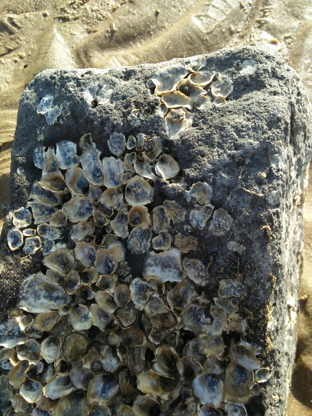 这是海边石头上面的贝壳