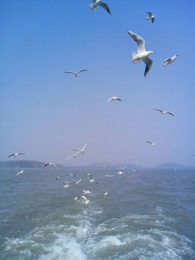 朋友们,现在来青岛大海看海鸥吧