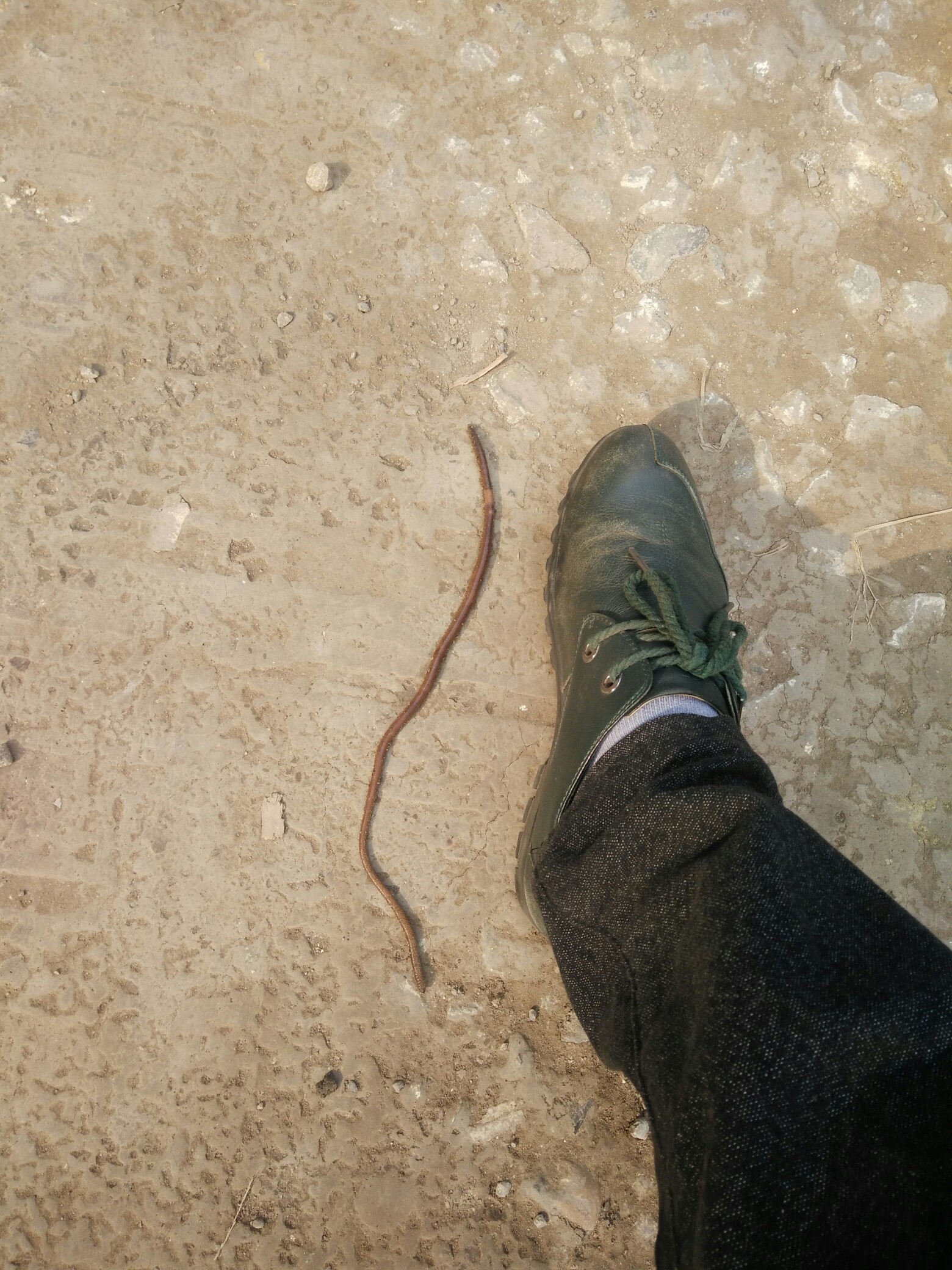 这么长的蚯蚓,谁见过