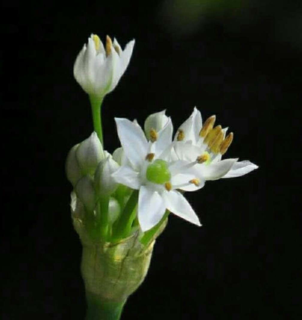 呵呵,猜到什么花了吗? 蒜苔花