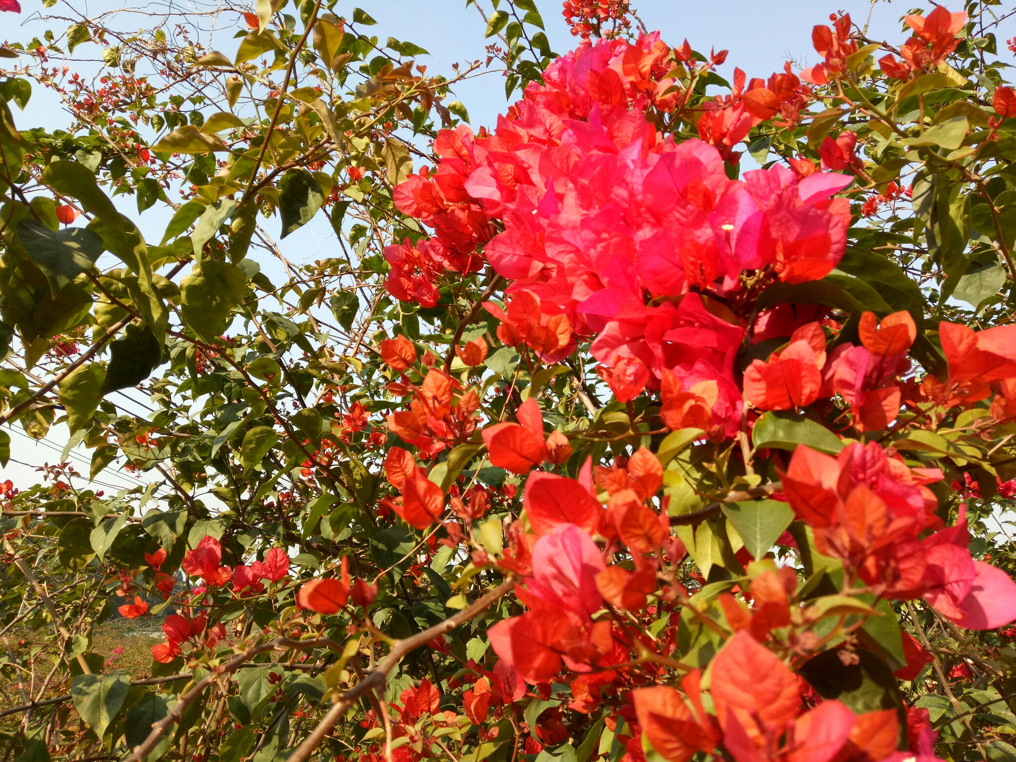 六角梅_帖子_oppo手机官方社区