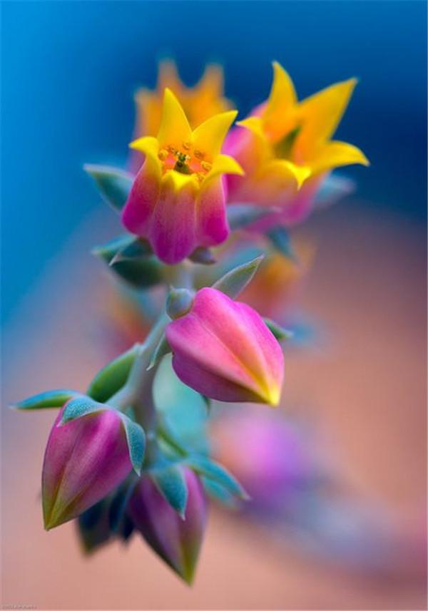 美丽的世界,欣赏奇花异草