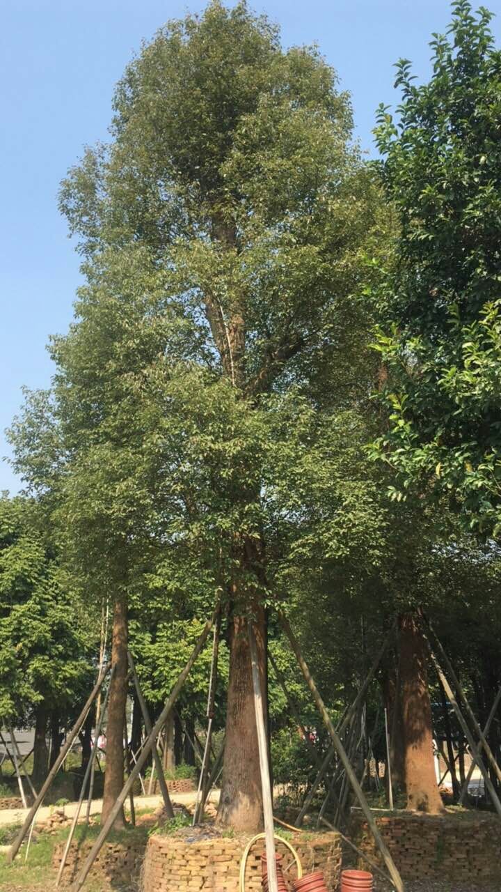 我场苗木《香樟》米径40公分～自然高11米…出货《深圳楼盘》