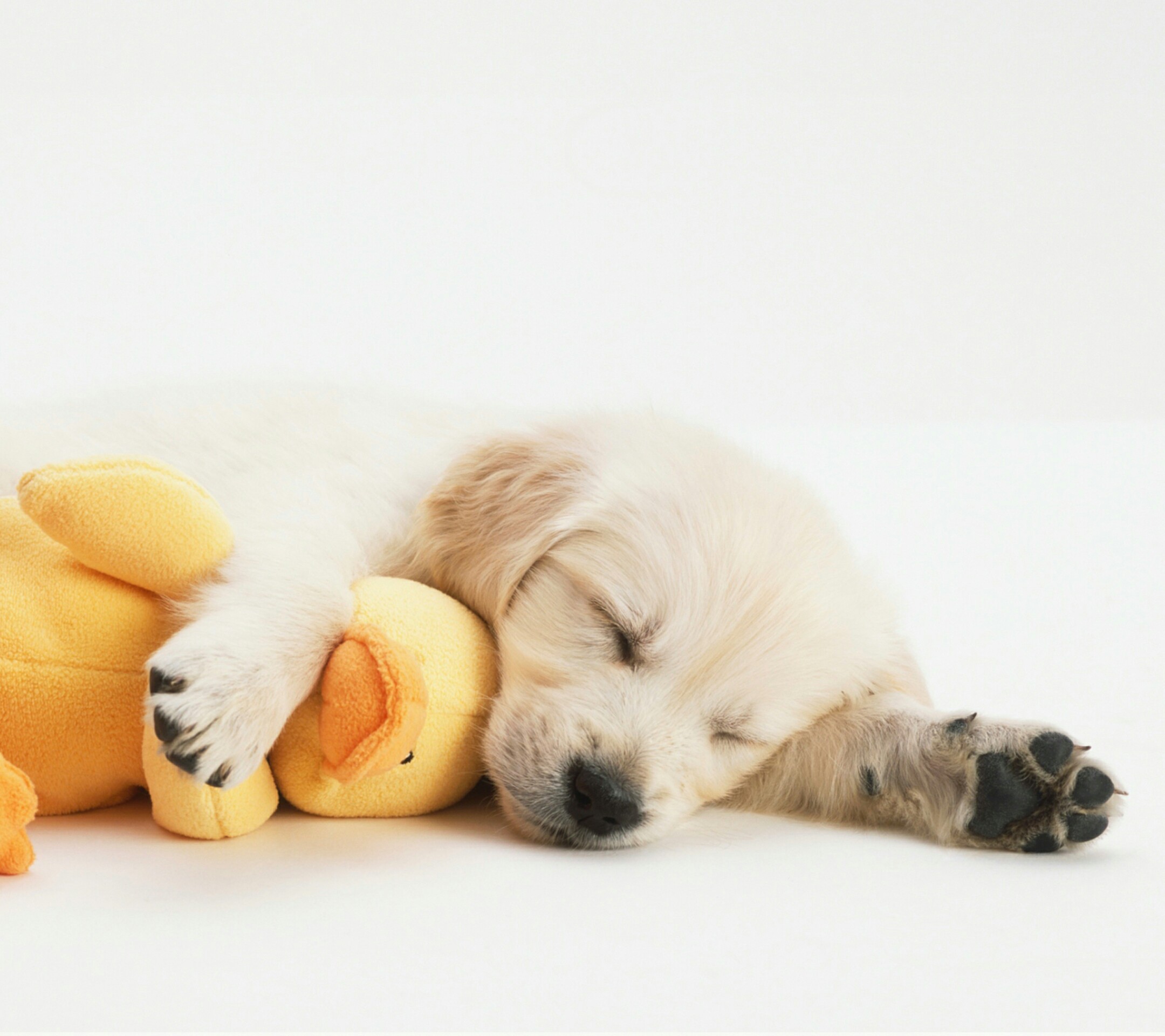 萌萌哒_帖子_oppo手机官方社区