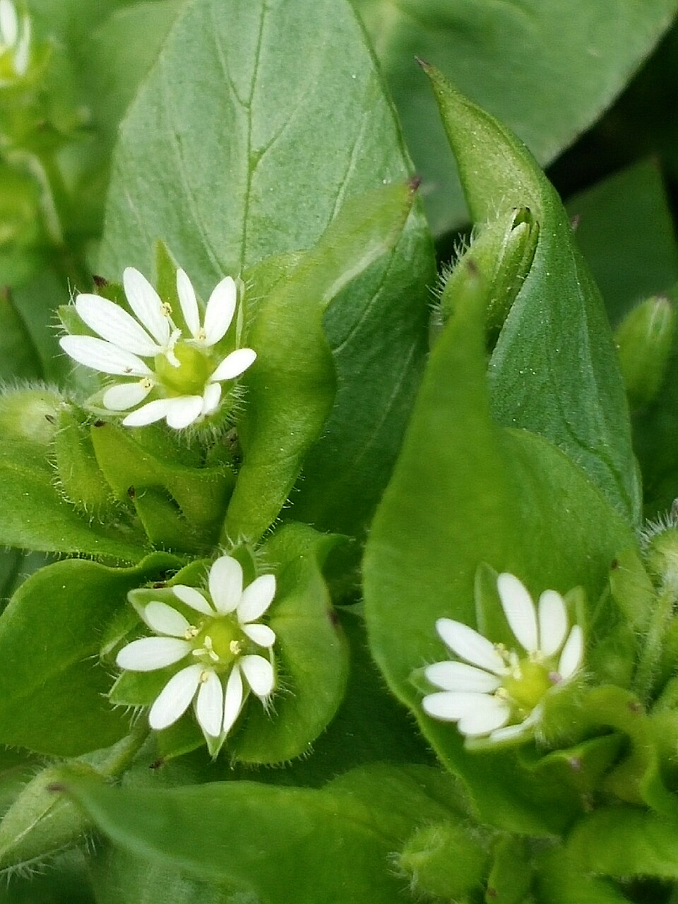 微近拍小花繁缕(俗称鹅尝尝草)
