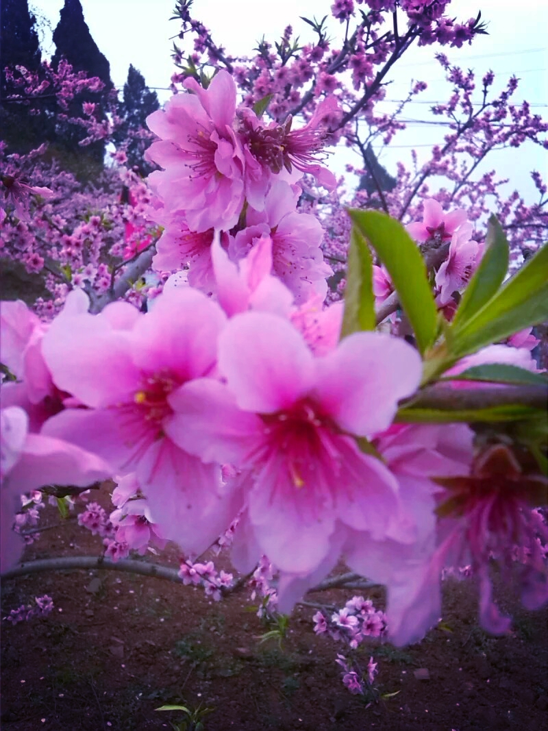 三生三世,十里桃花林