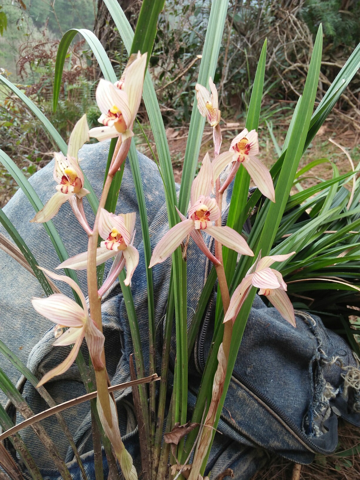 野生草兰,有人喜欢请联系我,13026777009_帖子_oppo手机官方社区