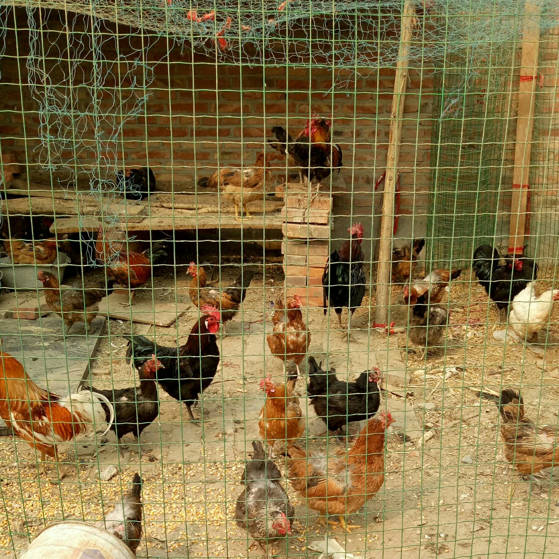 家庭十只鸡自建鸡舍图片