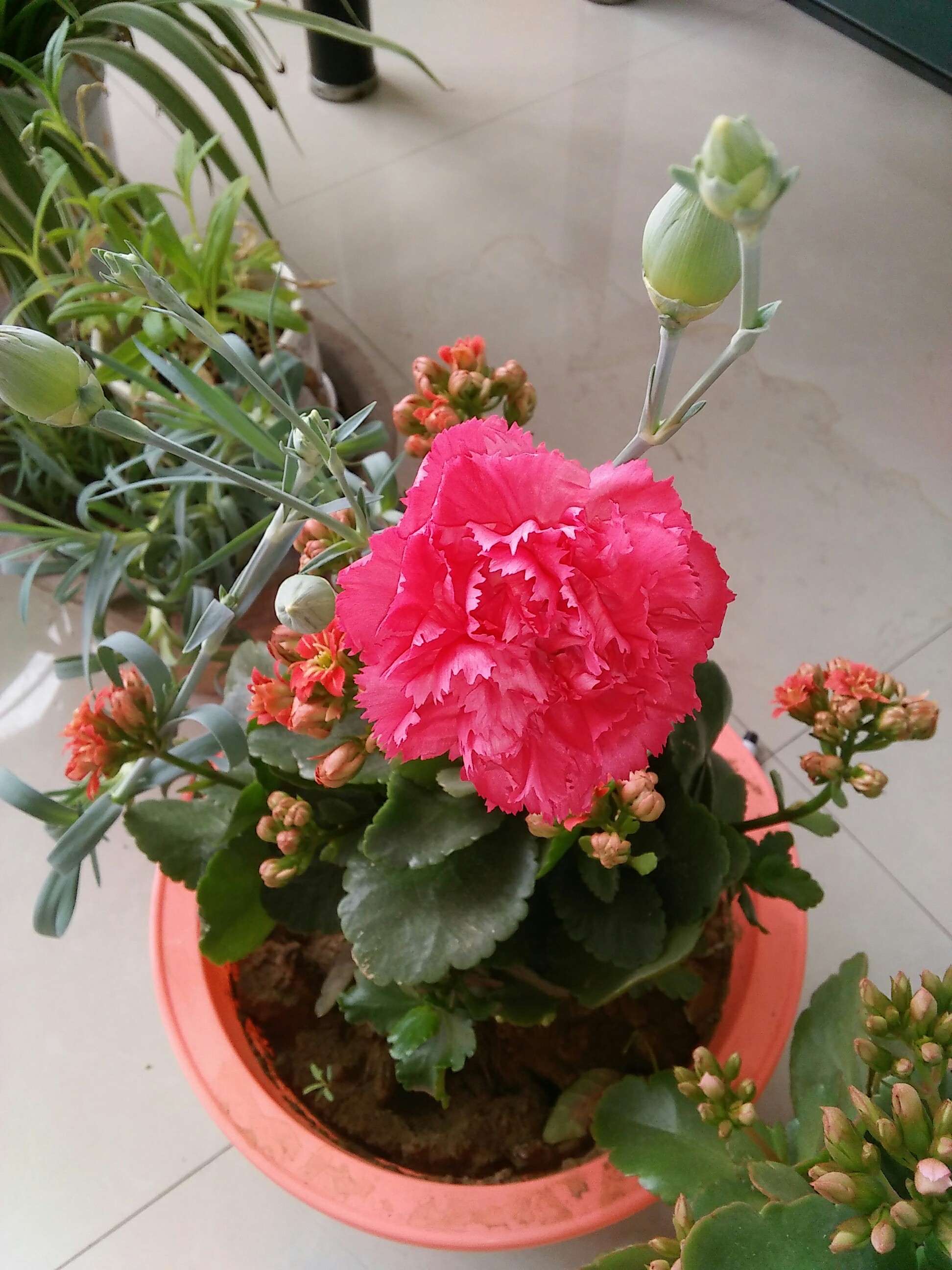 竹叶牡丹_帖子_oppo手机官方社区