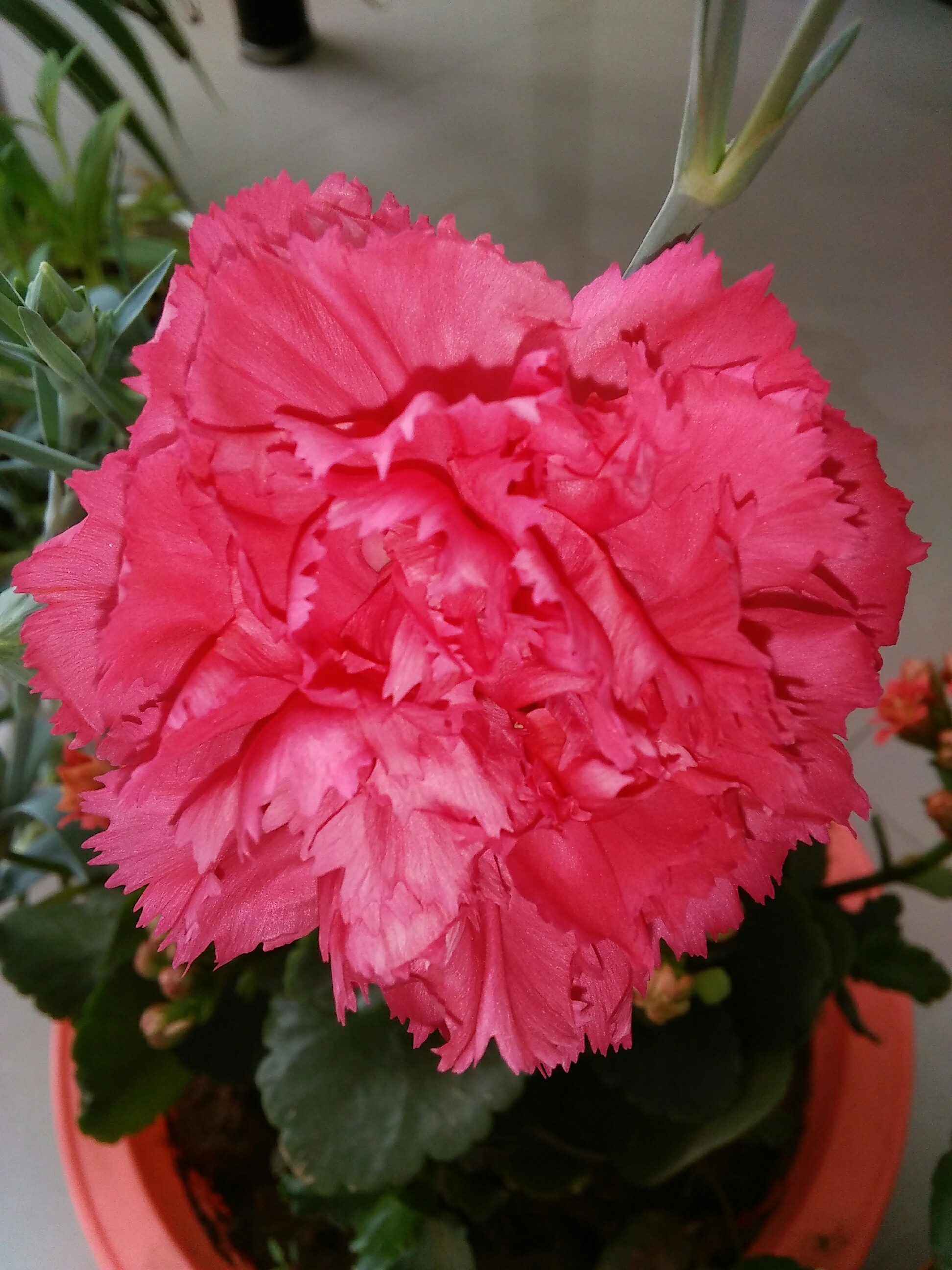 竹叶牡丹_帖子_oppo手机官方社区