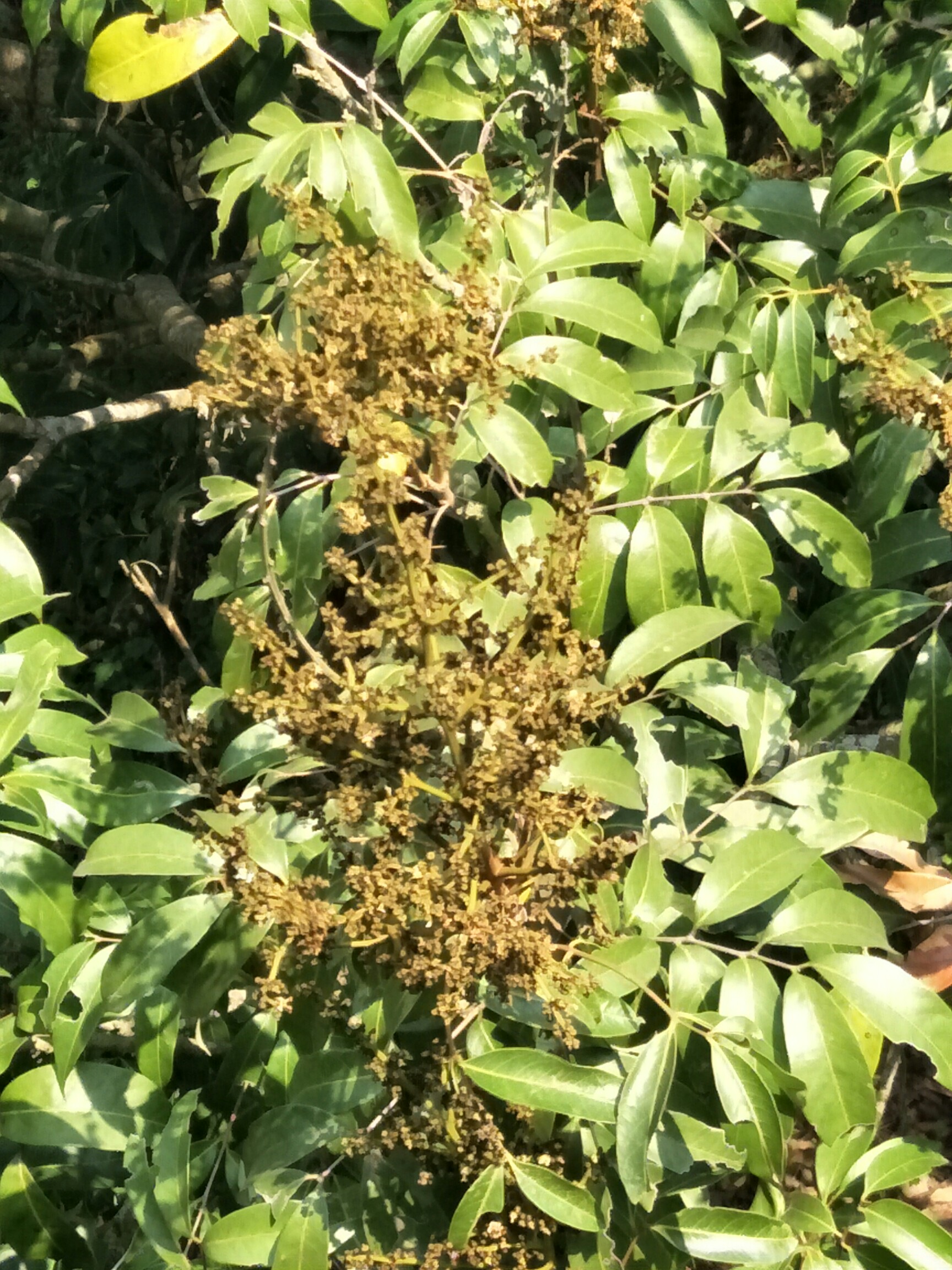 荔枝开花了,想想就开心