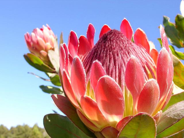 好花_帖子_oppo手机官方社区