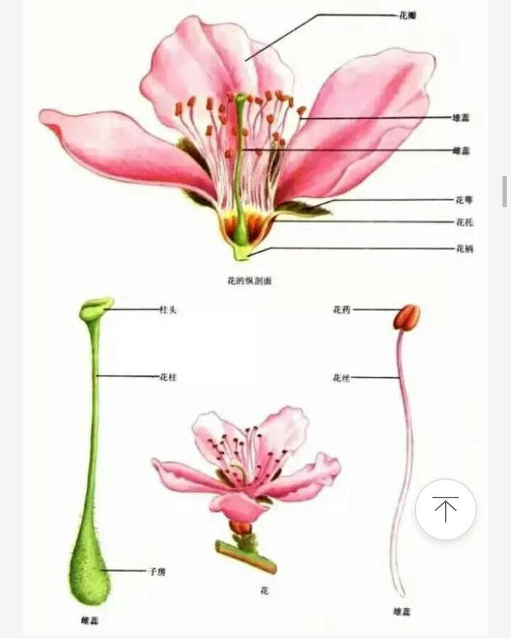 野菊花的结构图解图片