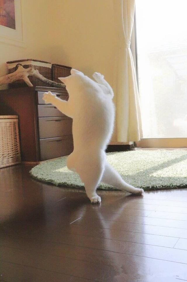 舞蹈猫吗这是?