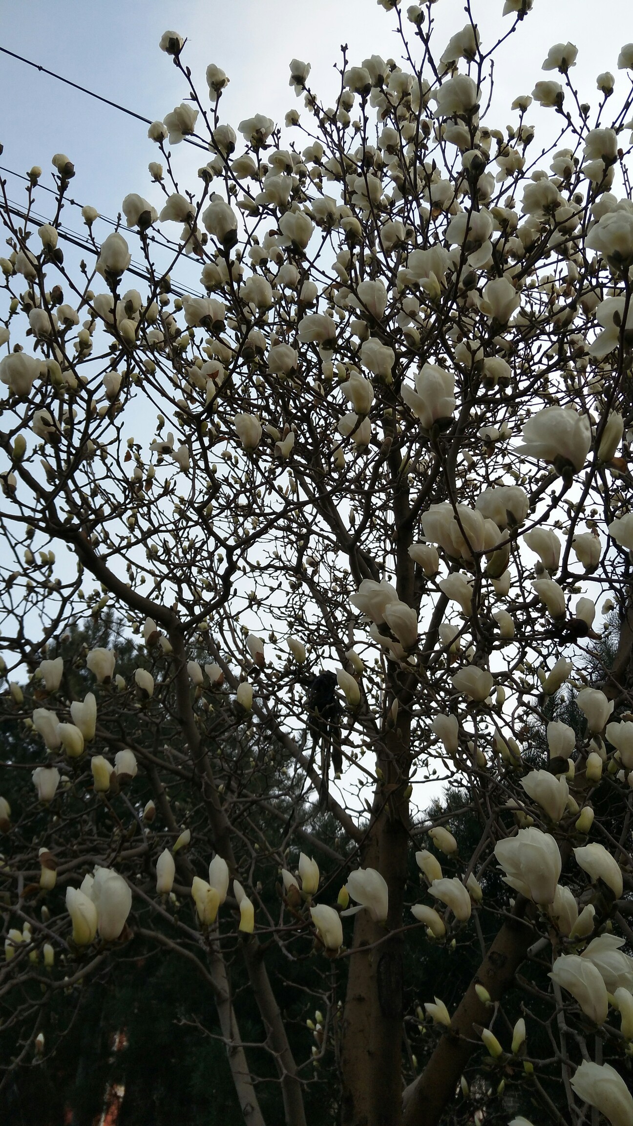 雨后单位的玉兰树