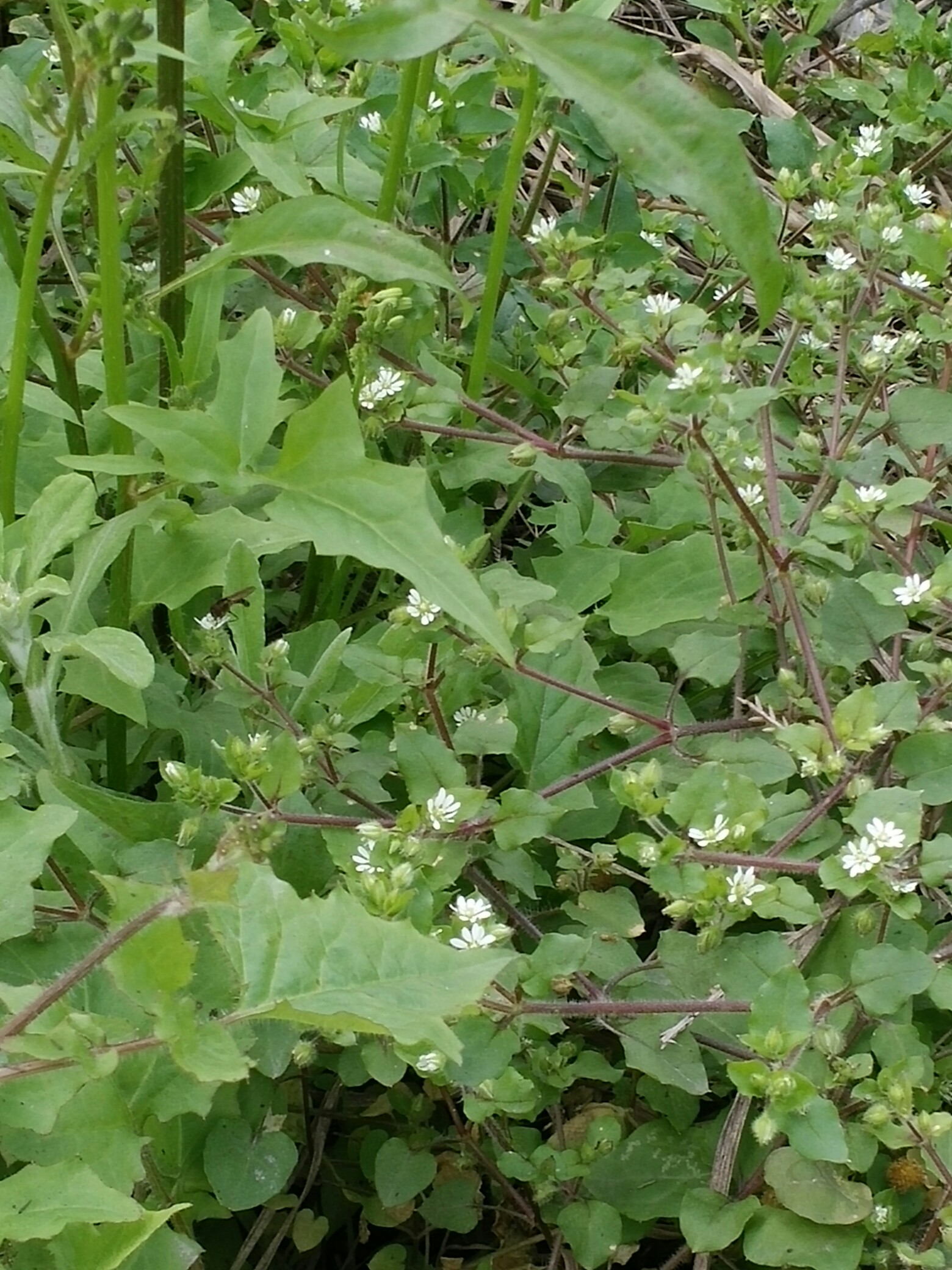 第一种蒜叶草,第二种干油菜,第三种灰灰菜.