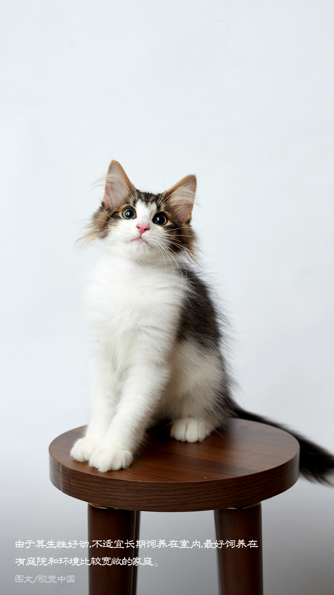 挪威森林猫