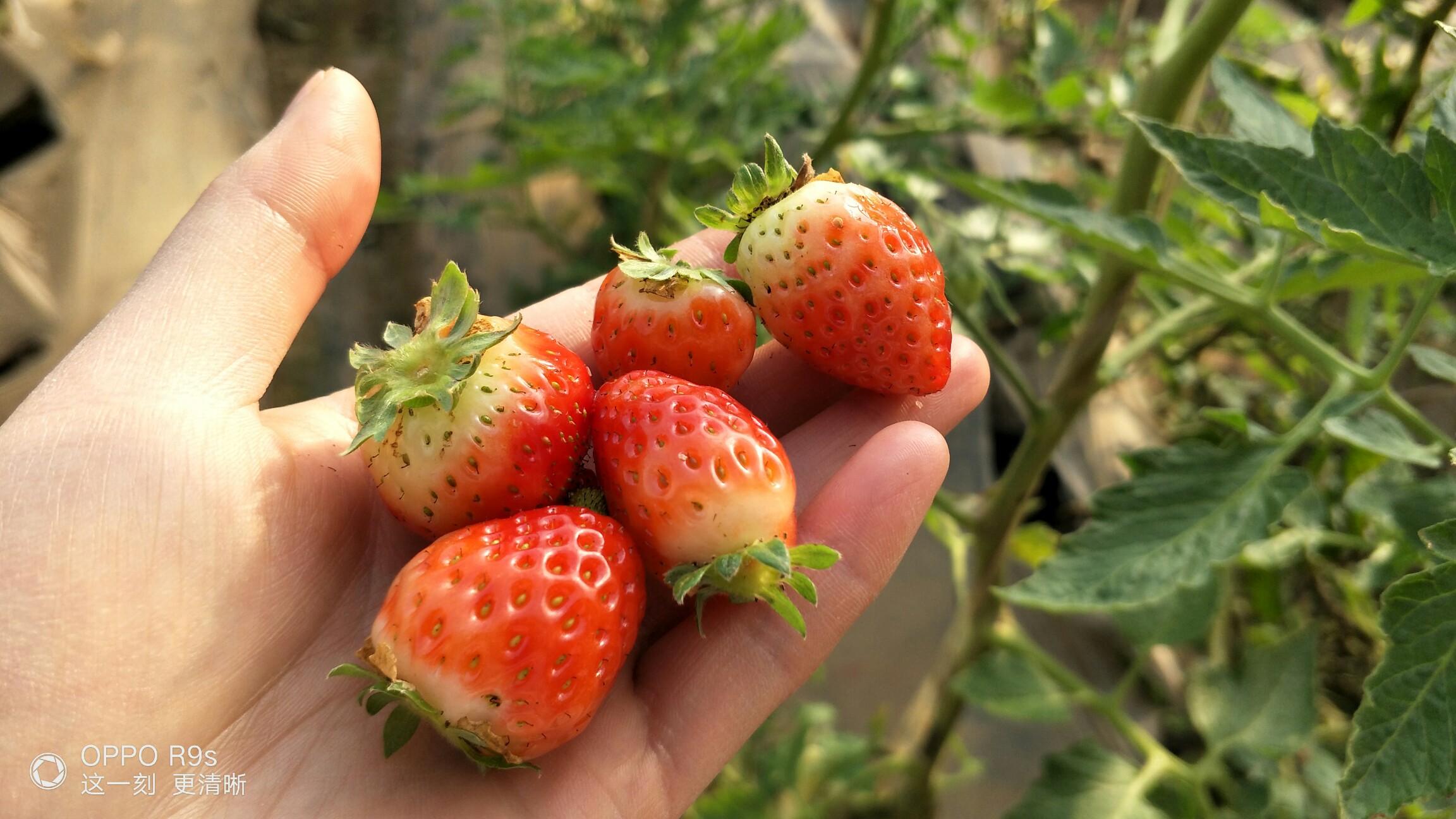 自家种 的草莓_帖子_oppo手机官方社区