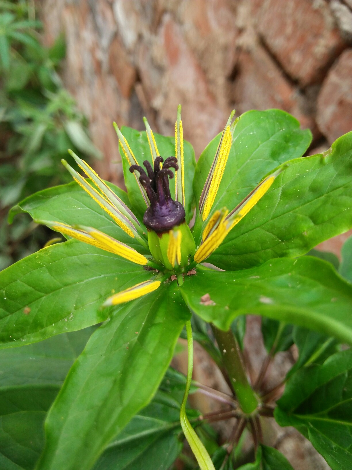 药材,开花了,等待结果!