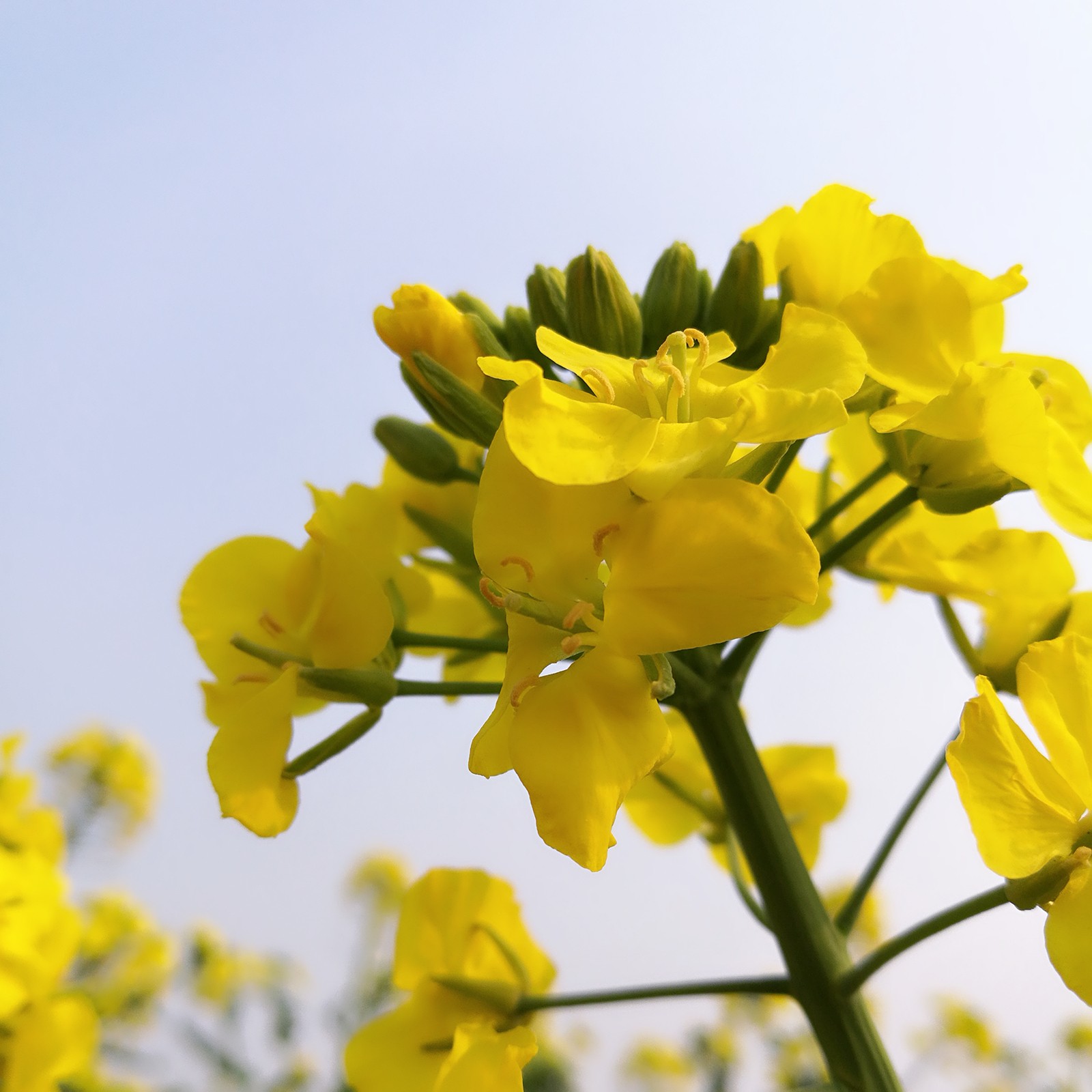 转发@陌上花珂: 发糖  收藏  赞