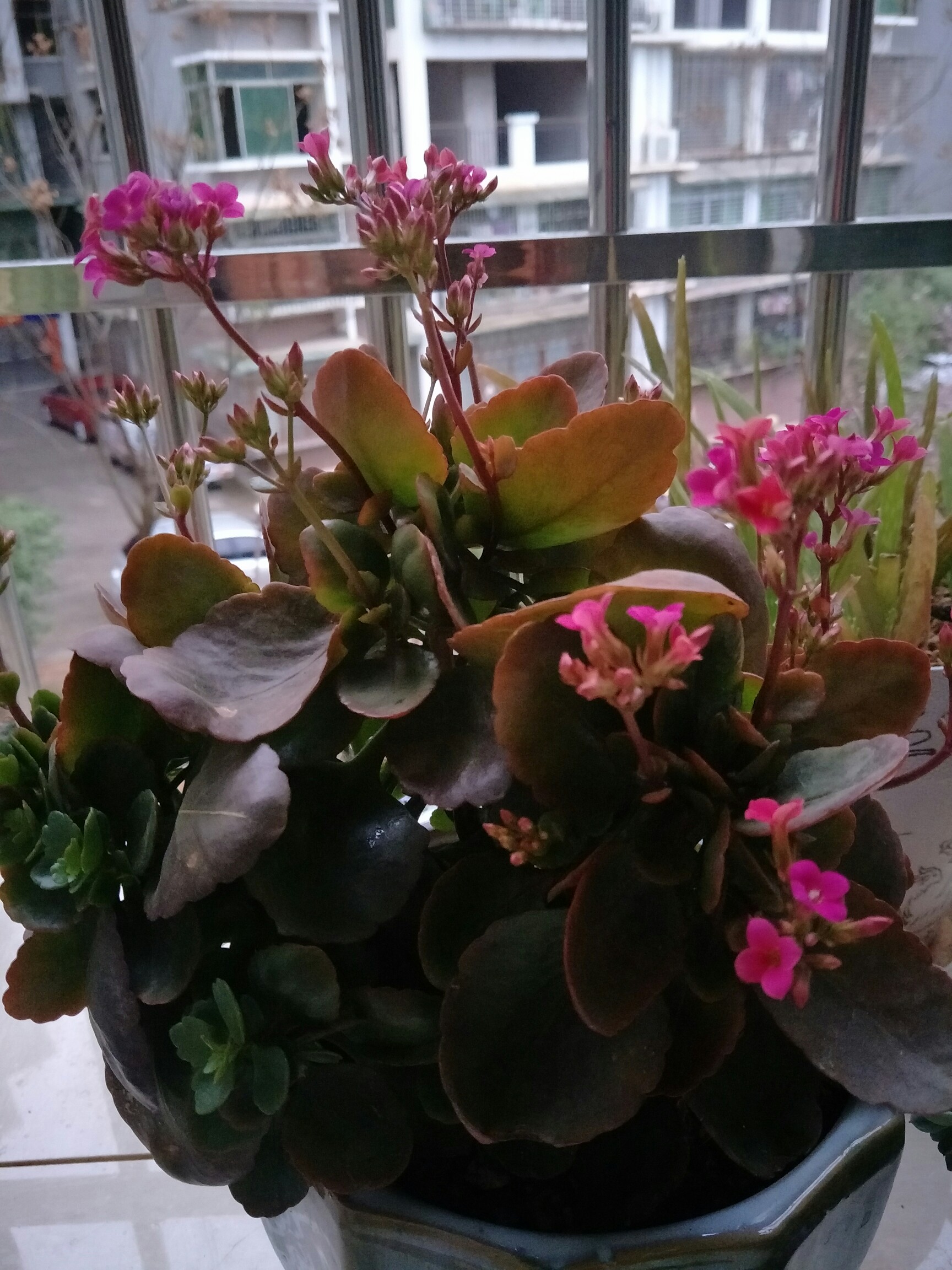 我长寿花就开那么几朵