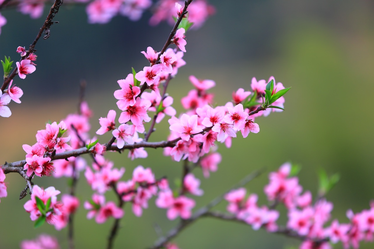 描写春天桃花的优秀作文