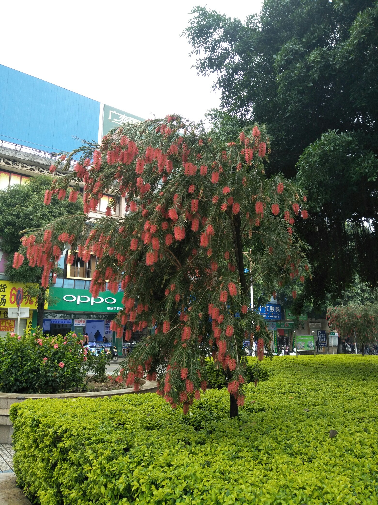 多美的一棵红火树.