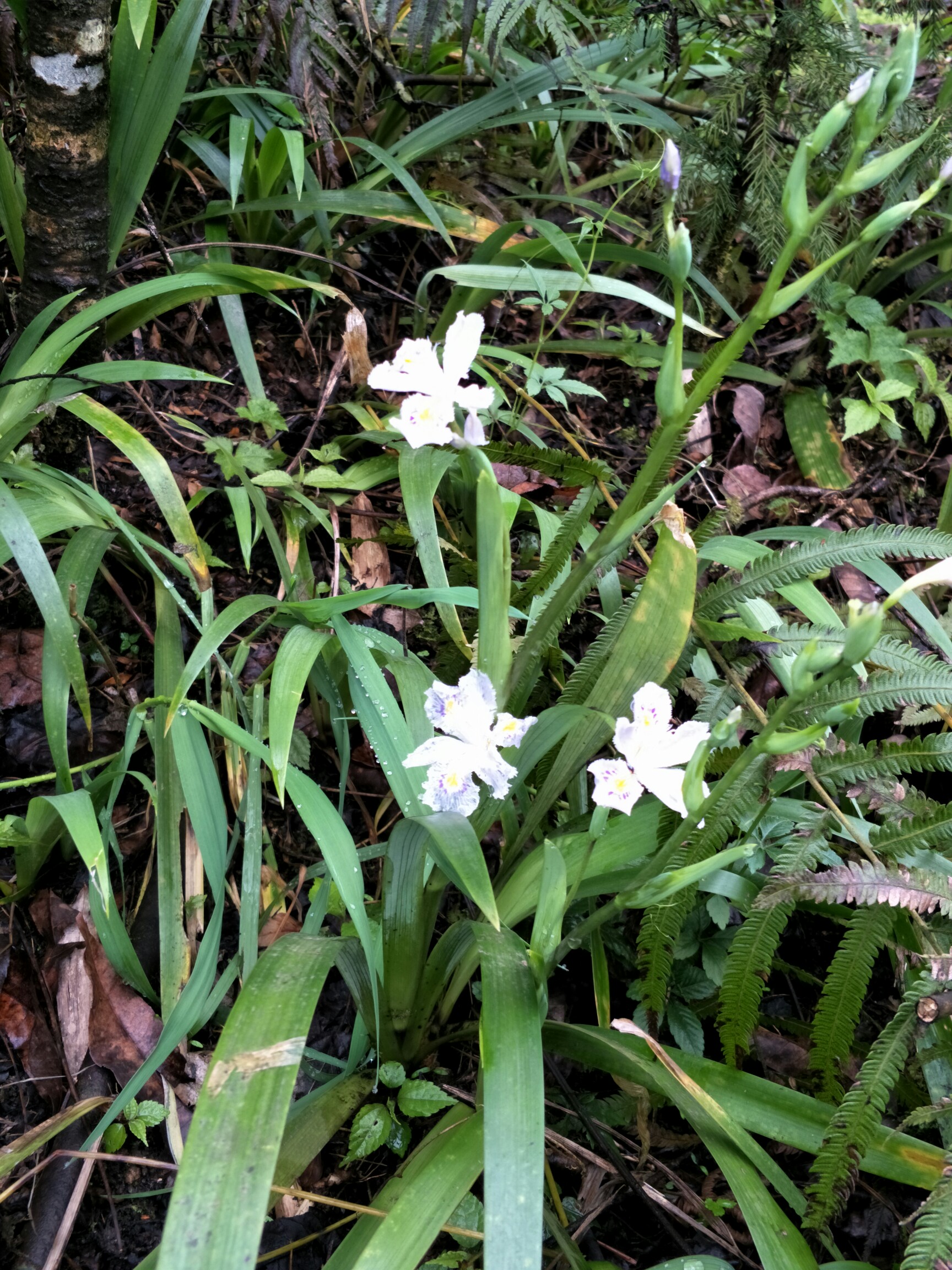 豆豉花_帖子_oppo手机官方社区