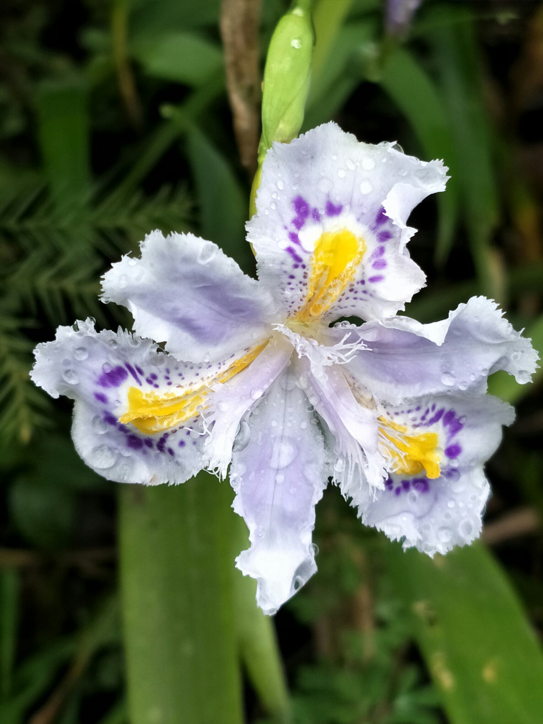 豆豉花_帖子_oppo手机官方社区