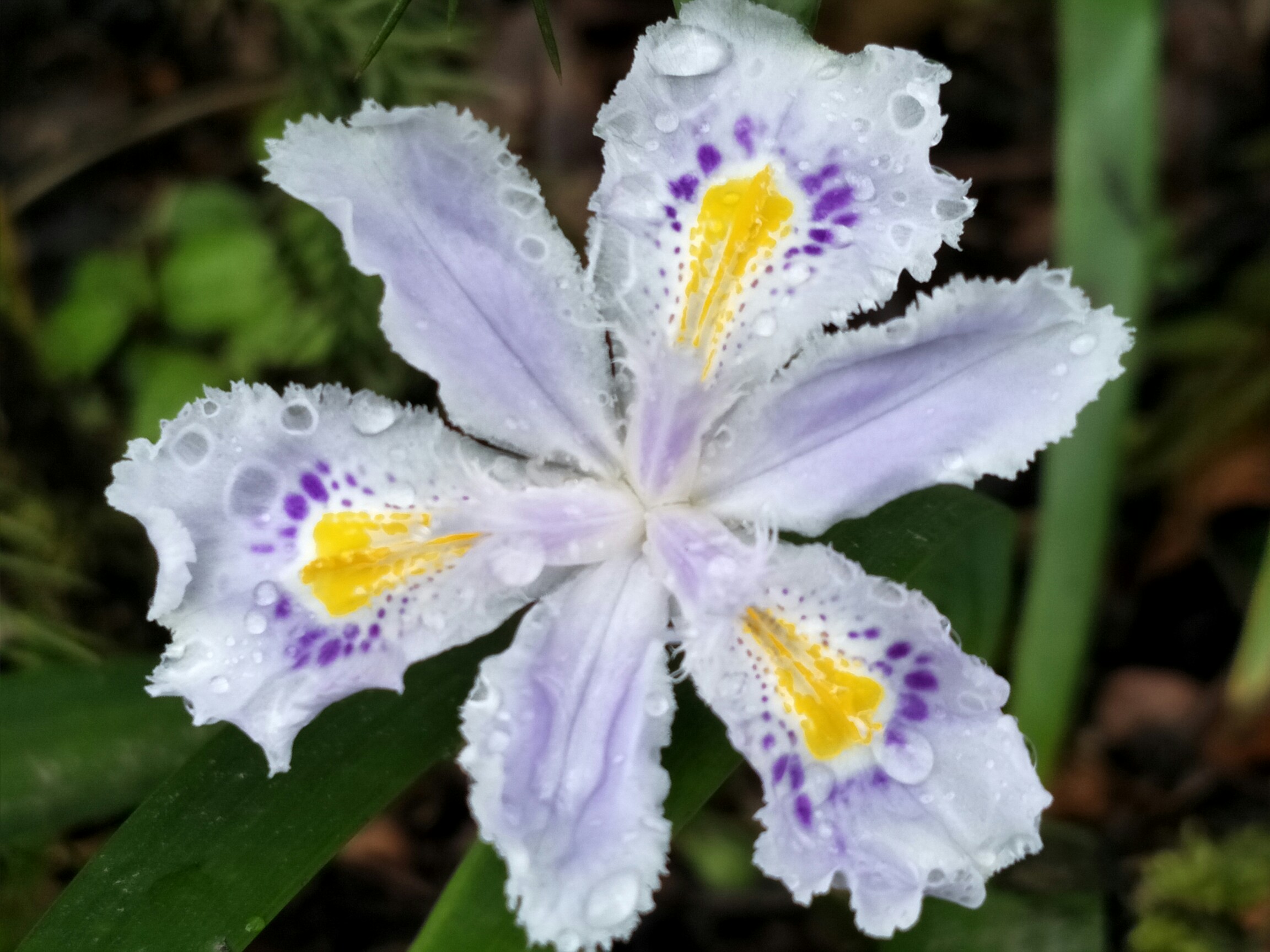 豆豉花_帖子_oppo手机官方社区