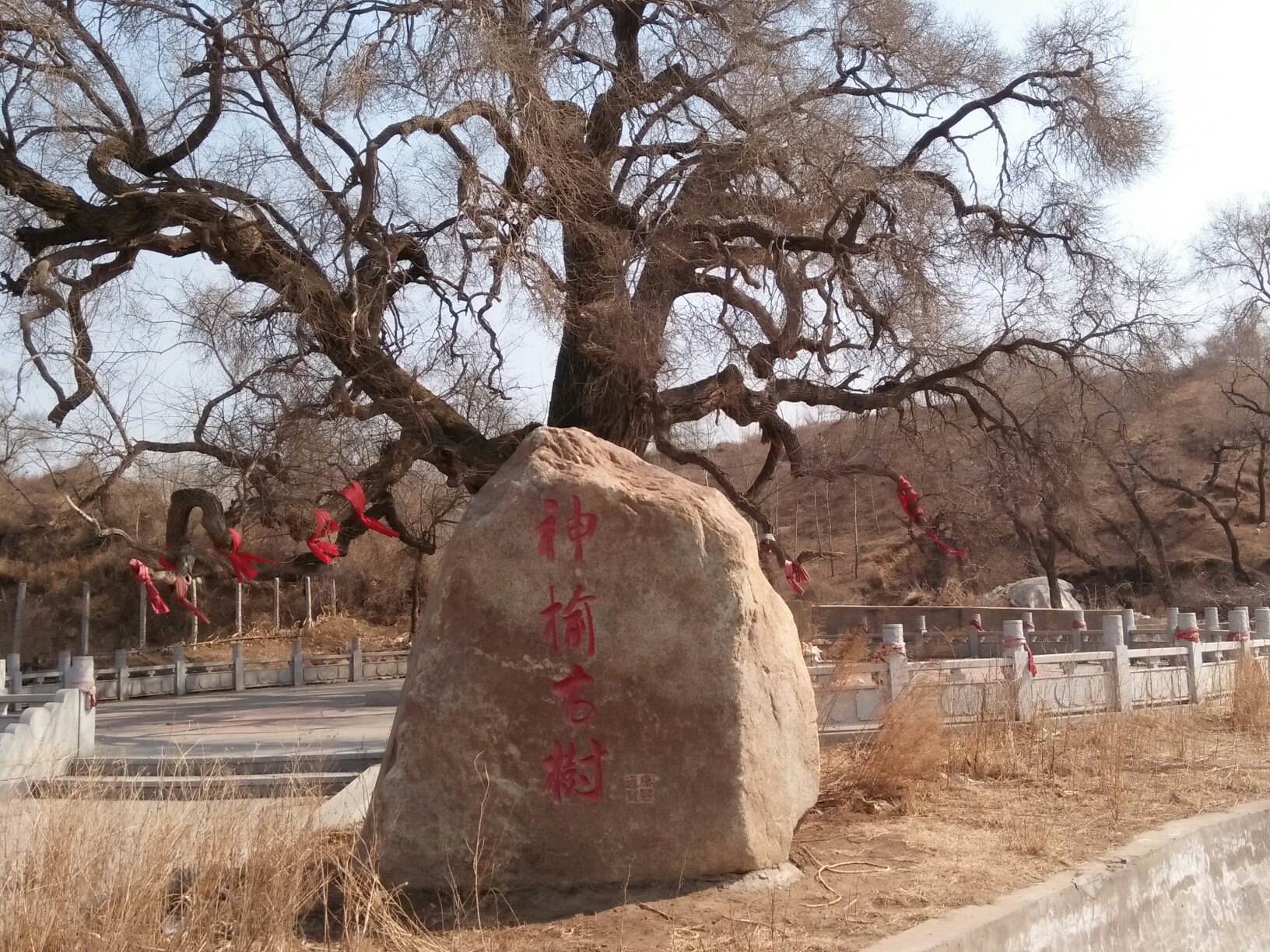 百年古树,母亲树_帖子_oppo手机官方社区