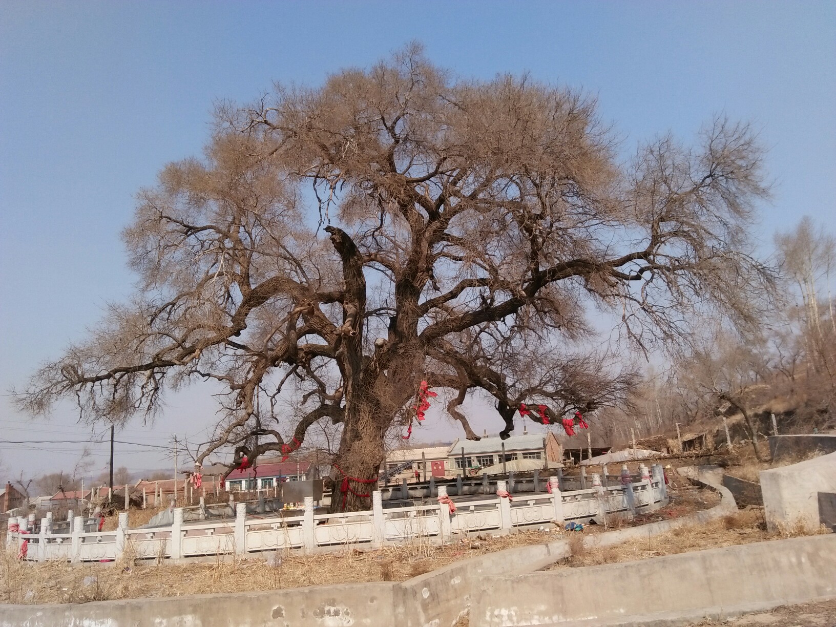 百年古树,母亲树_帖子_oppo手机官方社区