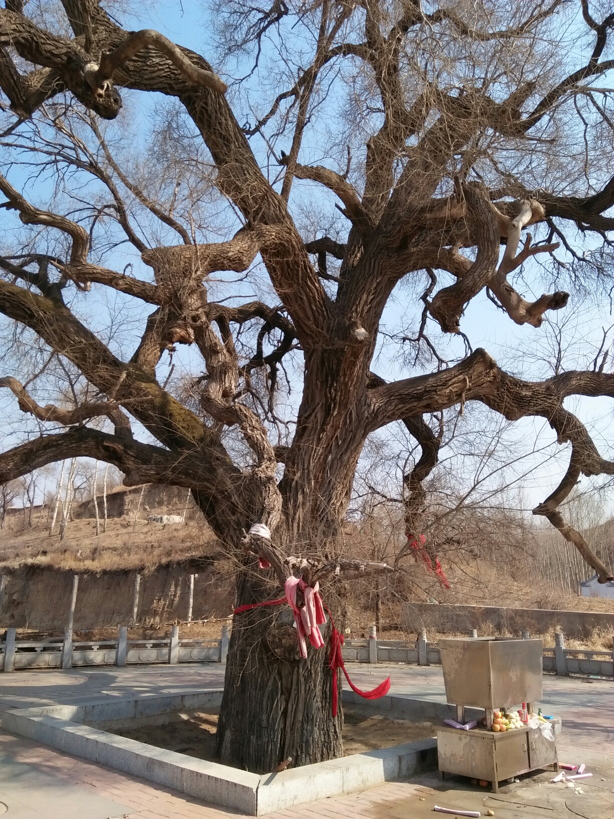 百年古树,母亲树_帖子_oppo手机官方社区