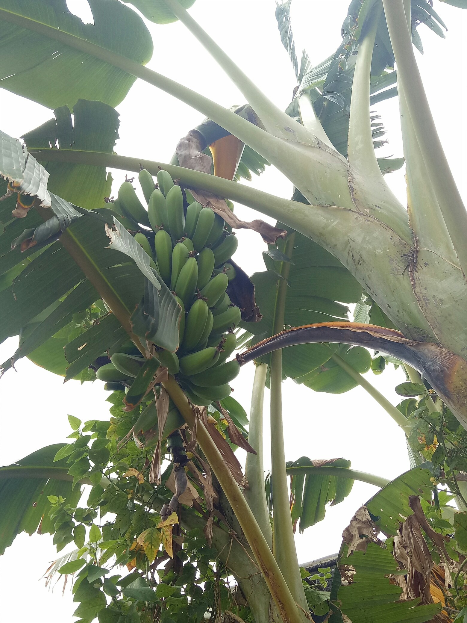 芭蕉芭蕉!快成熟