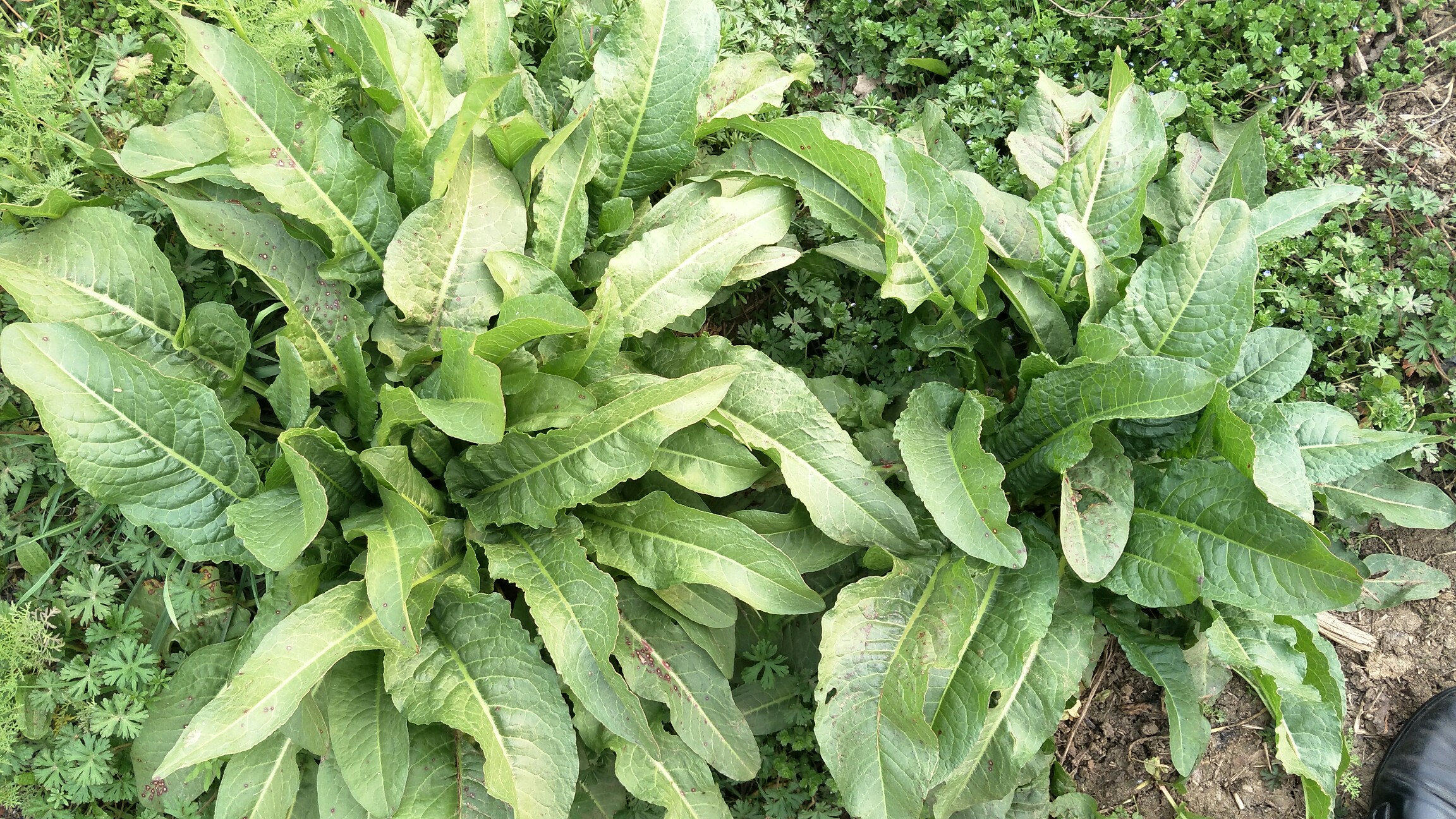 土大黄_帖子_oppo手机官方社区