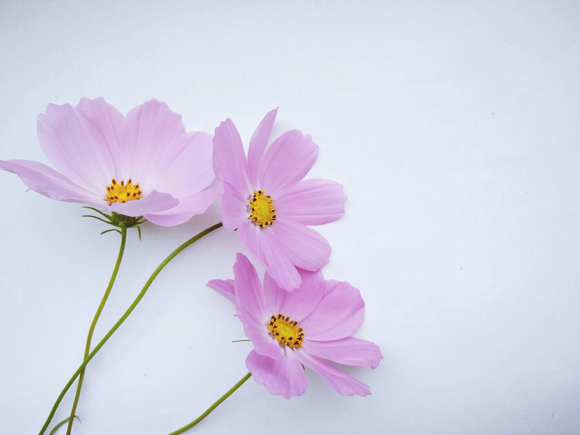 春日好时光##o粉随拍##自拍上瘾#大爱山间的野花,就这样简单纯粹