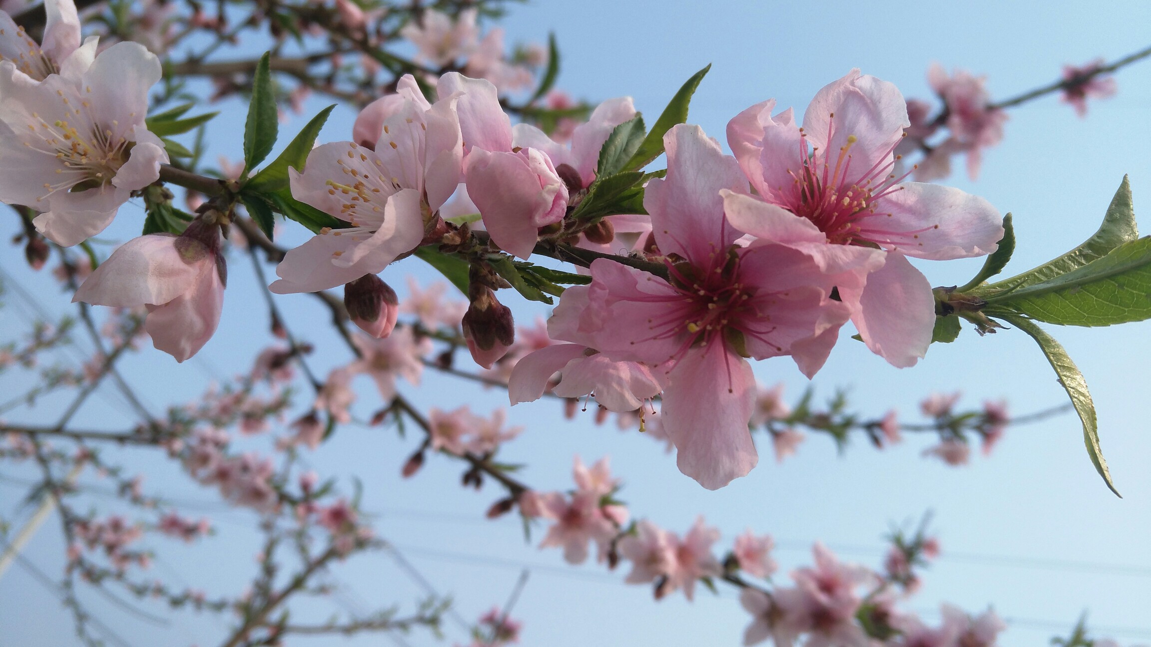 一树桃花万点红,千娇百媚醉东风. 无心闹市人前艳,横在田园翠玉中.
